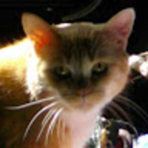 Meet your Posher, Anne